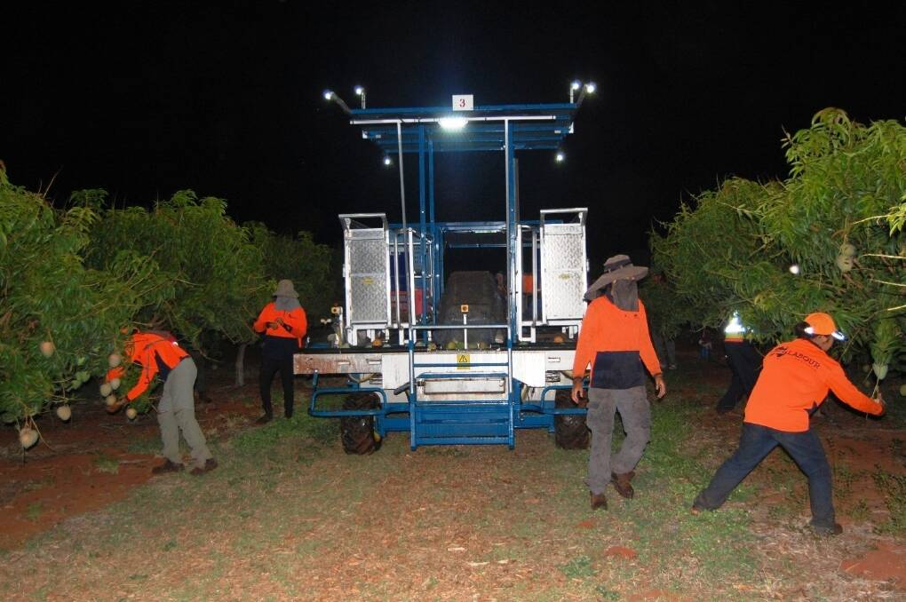 Before the sun rises, Pinata Farms workers are busy harvesting Honey Gold mangoes in Katherine, Northern Territory, in order to beat the savage heat.
