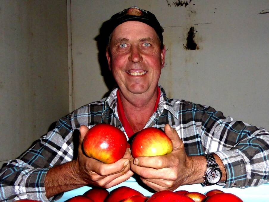 Mark Silm with apples ready to be processed for juicing. As apple juice production has expanded, the family started buying in second grade fruit which now comes from all major NSW growing areas and also from Victoria.