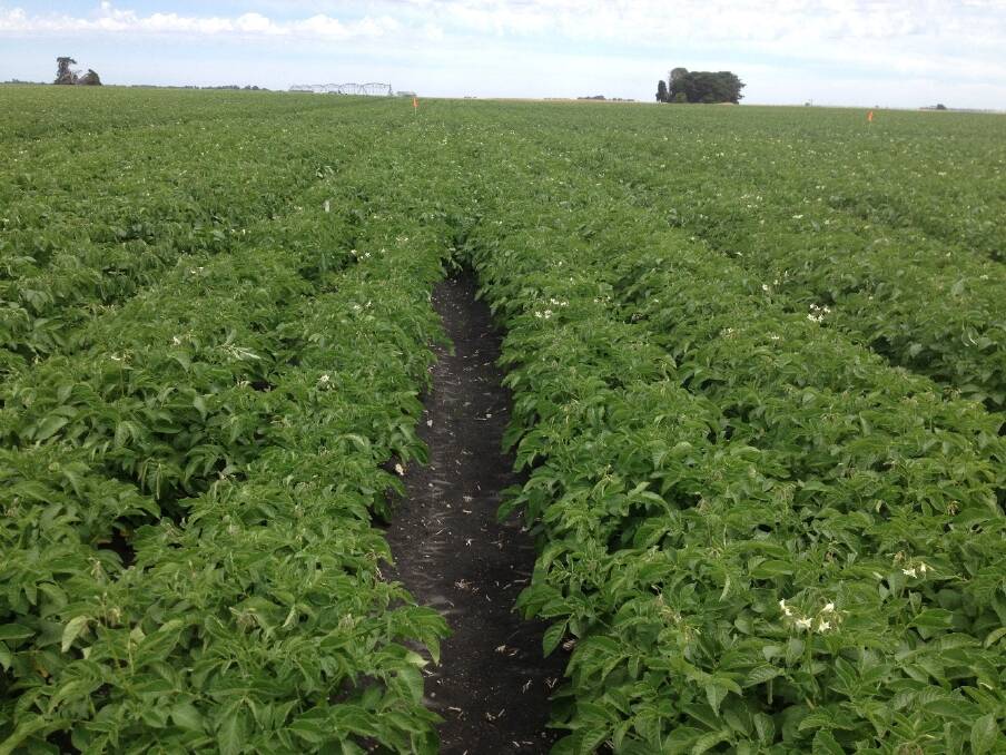 The effect of phosphorous application on potatoes. The potatoes in the foreground have had no phosphorous applied at planting, whereas the potatoes in the background have had phosphorous applied. The difference in canopy growth is significant.