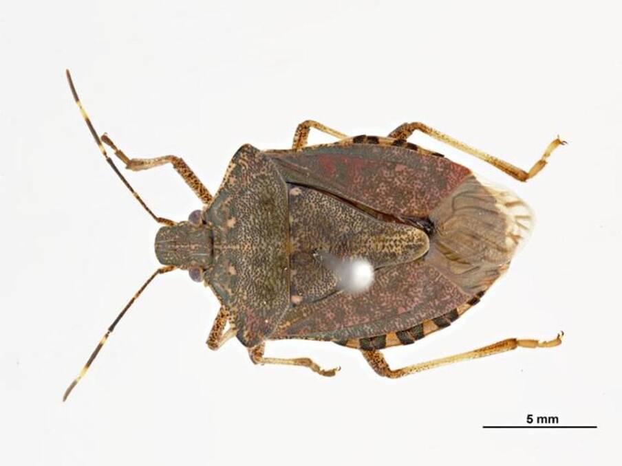 A brown marmorated stink bug, which is a risk to Australia’s horticulture sector. Picture courtesy: K Walker, www.padil.gov.au