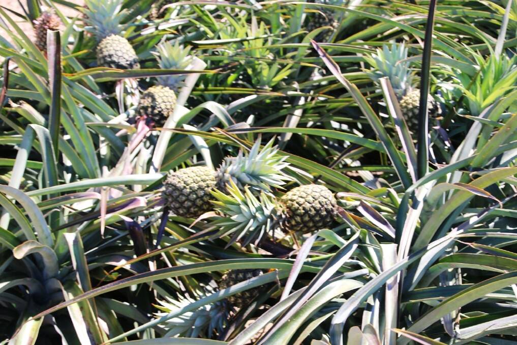 Pineapples were blown over, leaving them exposed to the sun and therefore unsaleable.