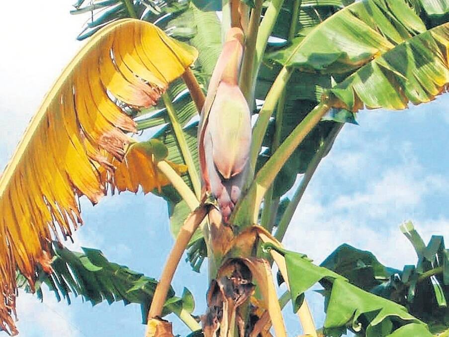 Australian banana plantations could be under threat if the suspected discovery of Panama disease takes hold in north Queensland. Leaf yellowing and collapse are typical external symptoms of Panama disease.
