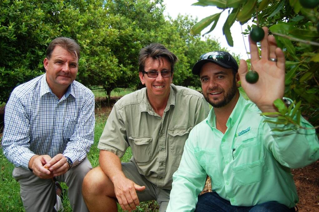 Member for Burnett Stephen Bennett with nut, lychee and mango grower Craig Van Rooyen and Multikraft CEO Conor O’Brien inspecting the quality of the macadamia crop which utilises biological farming methods. 