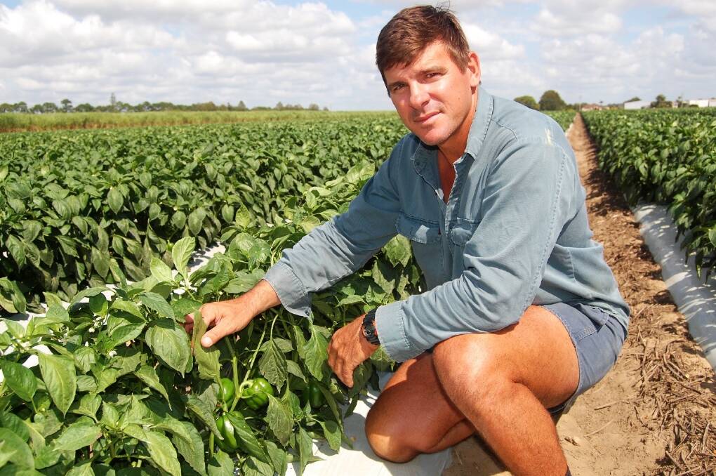 Angelo Didone, Bundaberg, Qld with young capsicums that are about four weeks off picking. Mr Didone will ripen them until red in order to receive a better market price. 