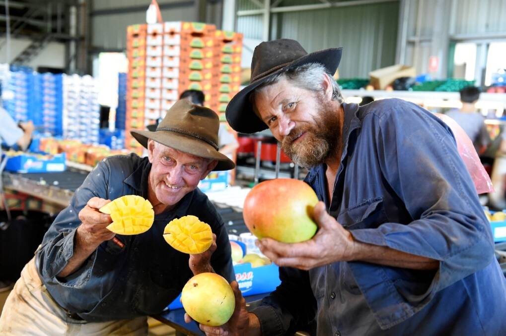 Father and son mango growers Tom and Robert Gorton, Sunny Bluff Produce, Mullett Creek supplied mangoes for the initial shipment of export fruit to the United States in February.
