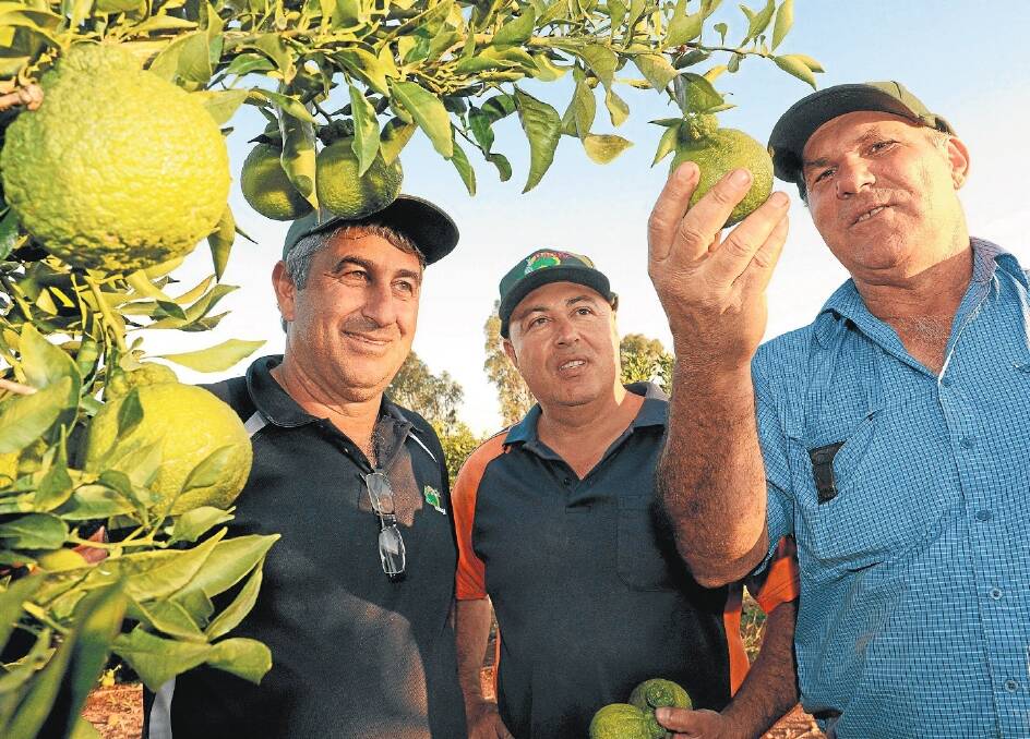 Pacific Fresh marketer Gerry Papasidero, marketer Joe Nardi and chairman Frank Mercuri inspect their crop of Sumo mandarins, which are about three months out from harvest.