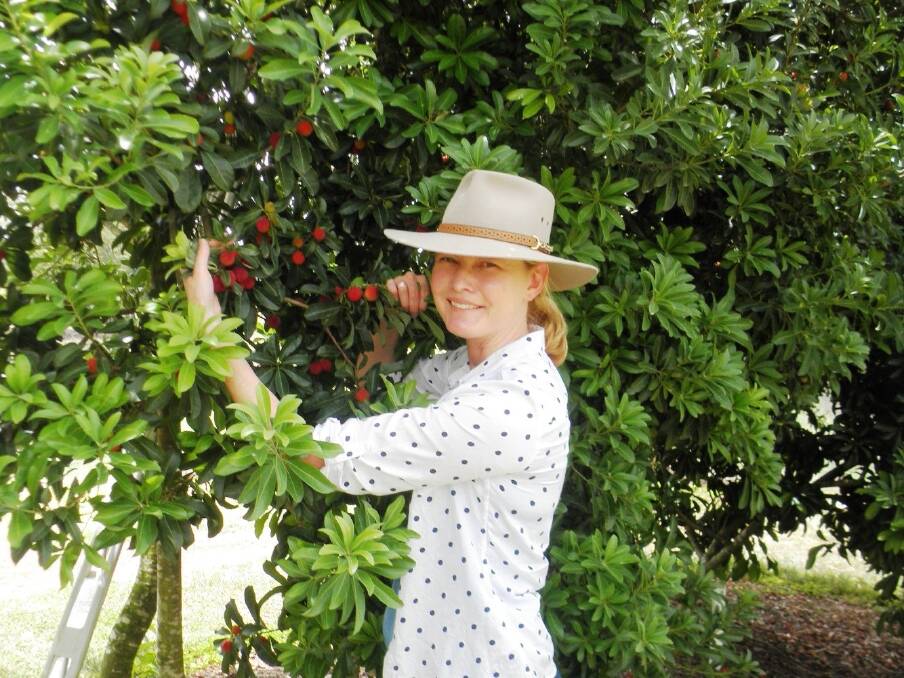 Research officer in the University of Queensland School of Agriculture and Food Sciences Dr Melinda Perkins assesses the fruit quality of the red bayberry plantation at the Maroochy Research Facility. 