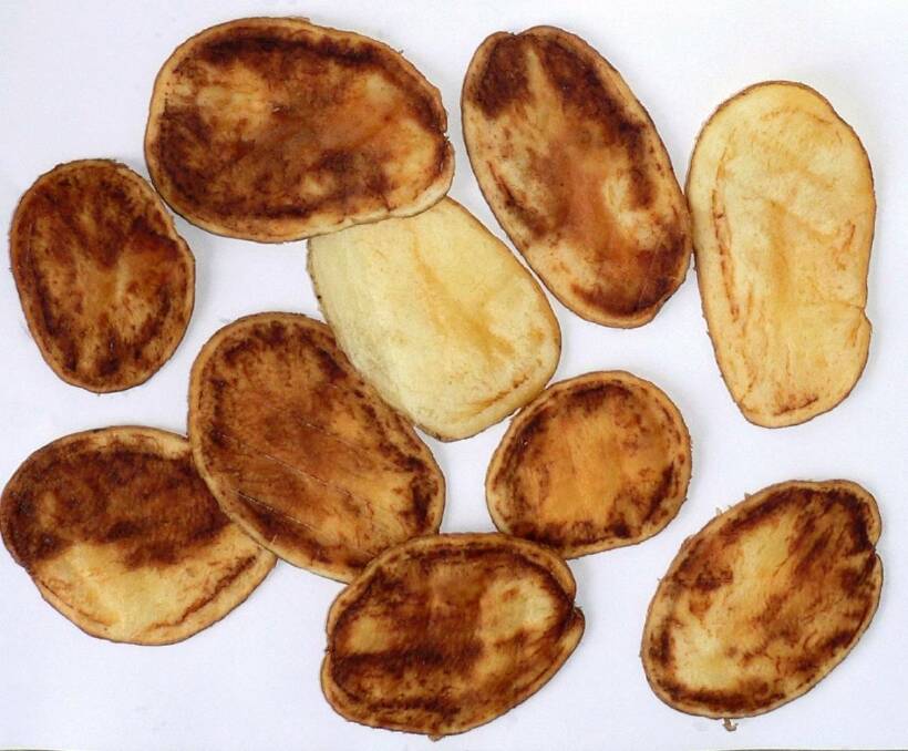 The discolouration that results from the potato disease, zebra chip, which has been discovered on Norfolk Island.