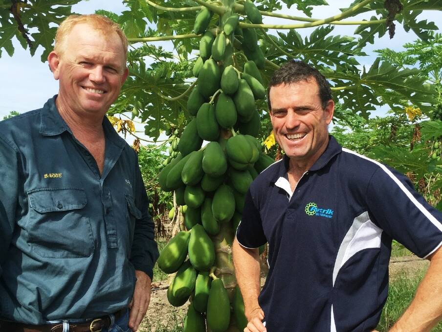 Reblo red flesh papaya grower Barrie MacKay with Total Grower Services director of agronomy Shane Fitzgerald on the Tully property, inspecting the progress of the farm’s Integrated Crop Management which has been effective against fruit-spotting bug. 