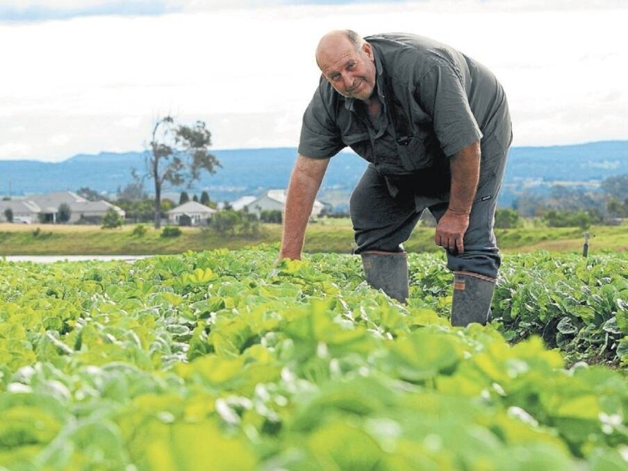 Joseph Vella and his family grow baby cos and iceberg lettuce, broccoli, cabbage and kale on 40 hectares of chocolate loam and red clay soil undulating country at Razorback, near Picton, NSW, utilising compost. 
