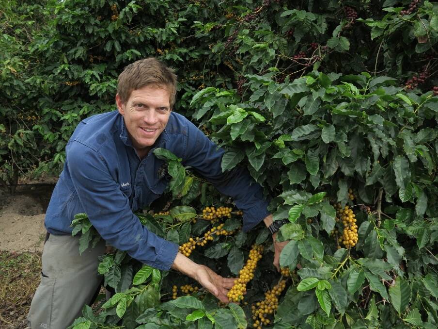 Skybury Tropical Plantation farm manager Mark MacLaughlin inspects the Arabica coffee ready for harvest. 