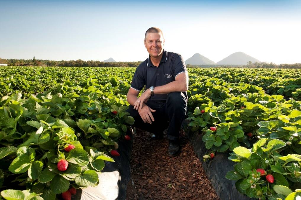 Pinata Farms managing director Gavin Scurr says the construction of polytunnels on the company's Stanthorpe property should help protect the strawberry crop against the weather.