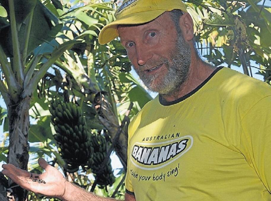 Banana grower David Tate, Dave’s Bananas, at Korora on the mid North Coast, with dead banana weevil borers, courtesy of the new lure and trap system.