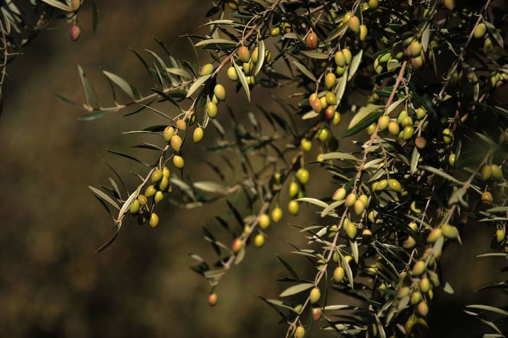 Olive marketing levy suggested