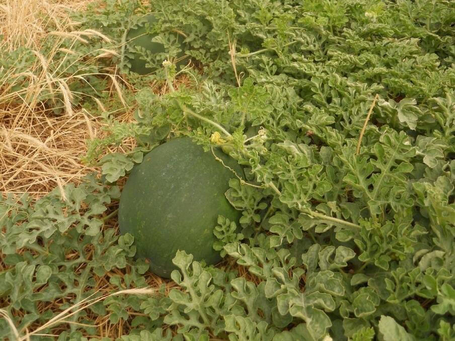 Melon industry tries for levy
