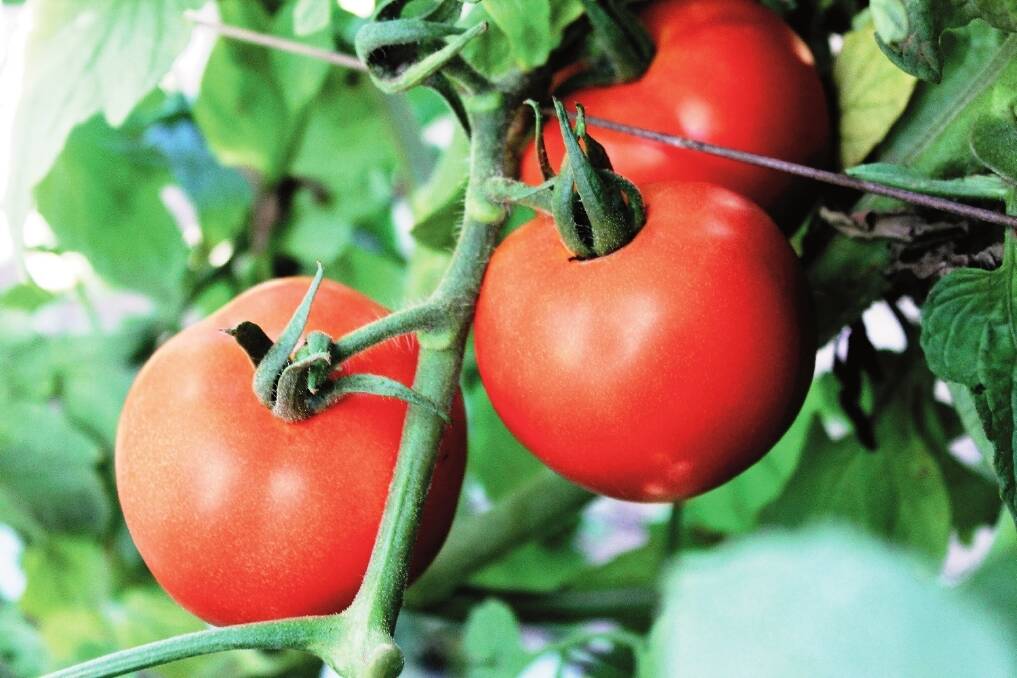 New tomato impresses in trials