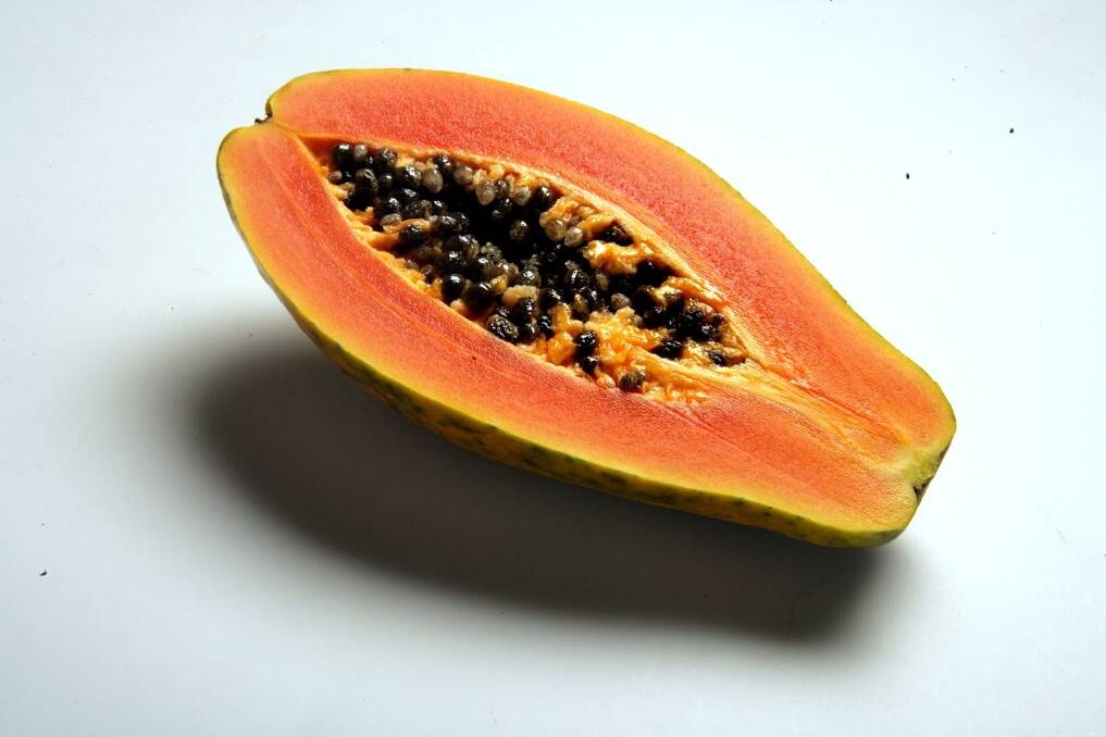 Australian papaya growers are heading for a record harvest this Spring.