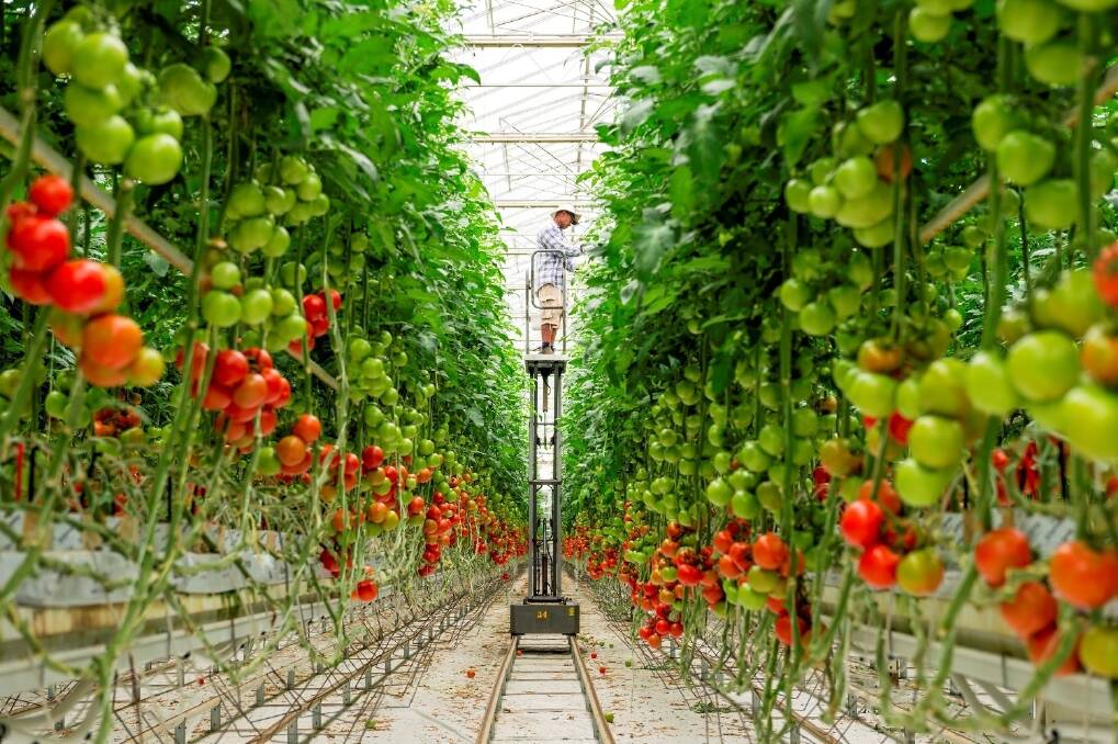 The Costa Group's expansion of its tomato production glasshouses in Guyra, NSW has seen it use liquid natural gas to heat the facility.