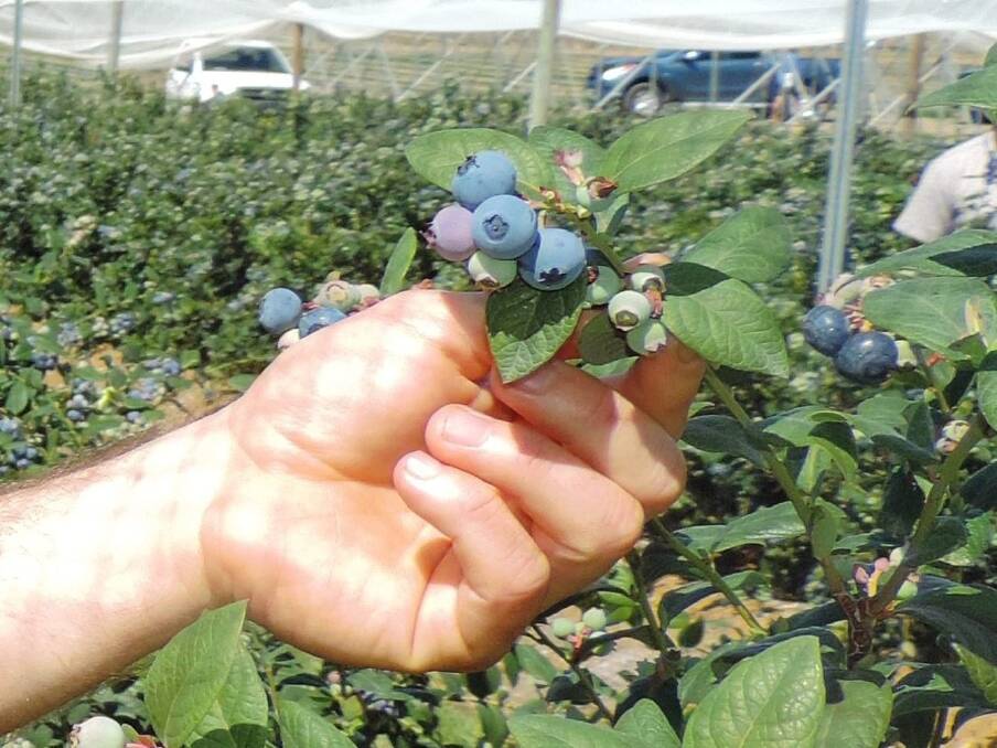 With year-round fresh supply now a possibility for blueberries, the industry has been cautioned to maintain quality and appeal broadly to consumers.