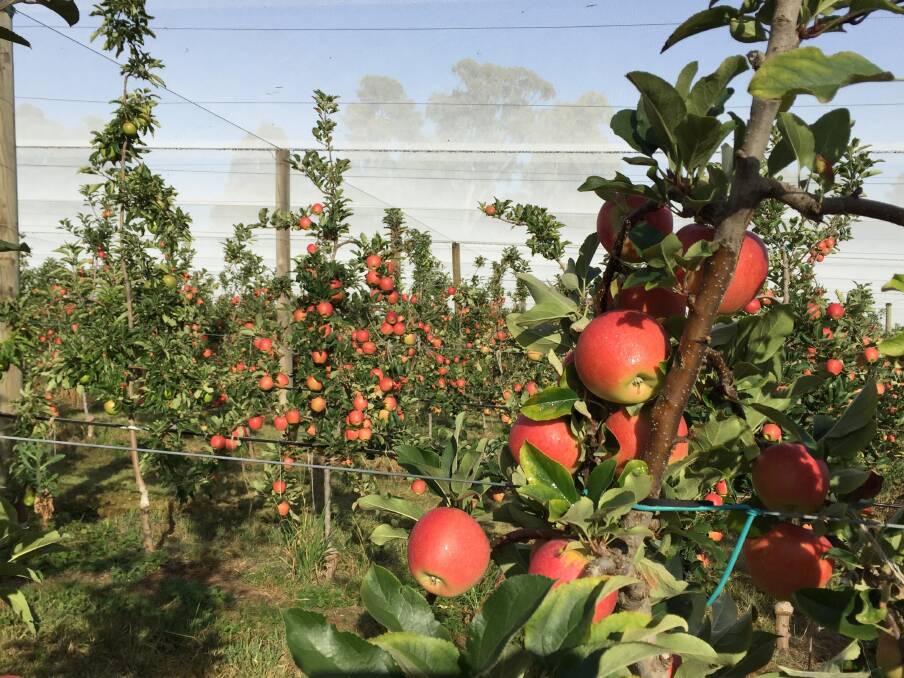 WATER WISE: According to Brad Georges, Greeneye Markets, orchards provide more value per megalitre of water in terms of employment and income than any other agriculture industry.