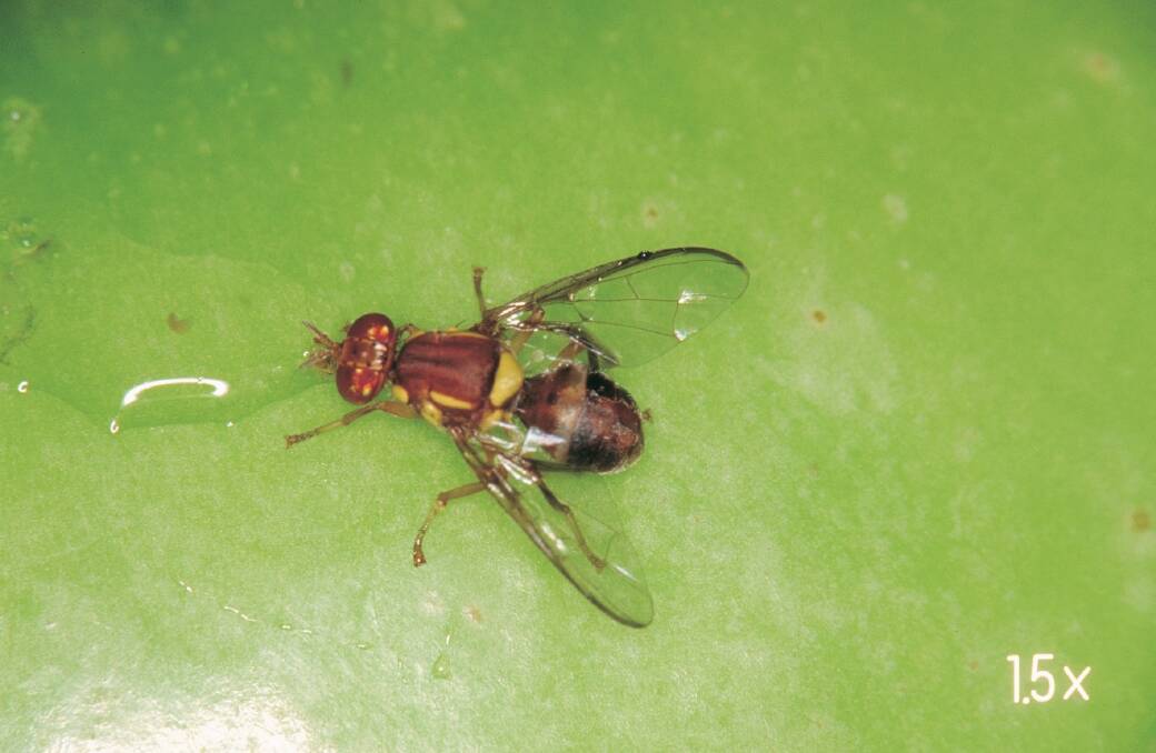 FRUIT FLY: The Department of Primary Industries and Regional Development is responding to the detection of a single Queensland fruit fly in Fremantle.
