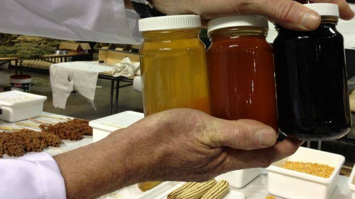 GOOD HEALTH: Samples of honey from Australian leptospermum, or manuka, bushes being tested. Photo: UTS