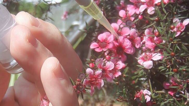 CAREFUL WORK: Sampling nectar from a leptospermum 'manuka' honey bush. Photo: Vanessa Valenzuela/UTS