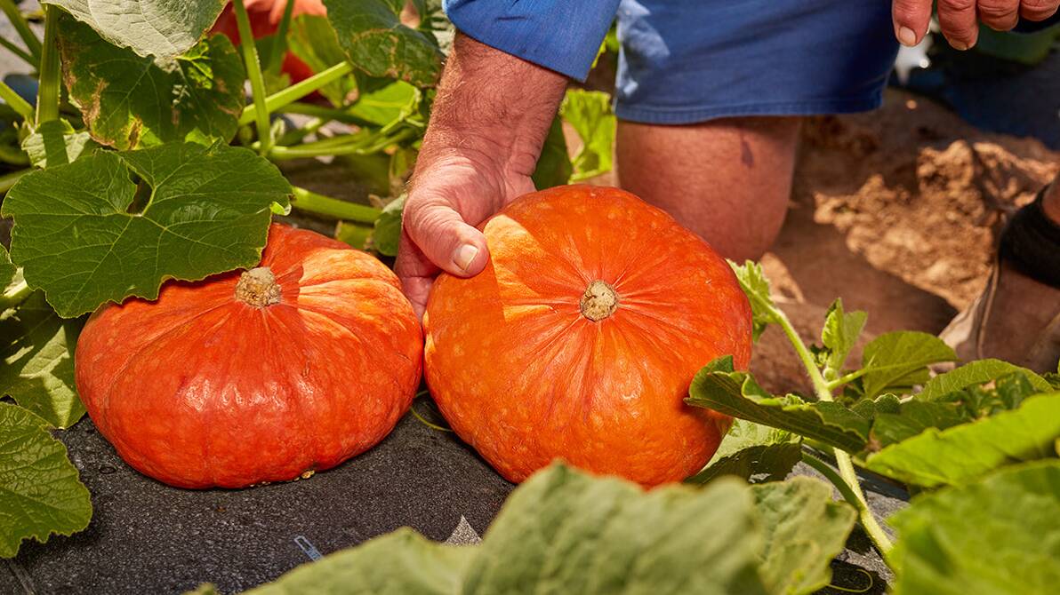 BRIGHT IDEA: With its distinctive, sweet and nutty flavour, and fluffy texture, Kabocha pumpkins can be served roasted, steamed, mashed, stewed or in desserts.