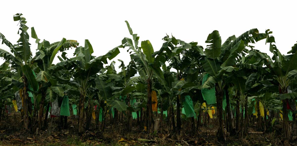 Panama disease is suspected on a third banana farm in the Tully Valley. (file image)