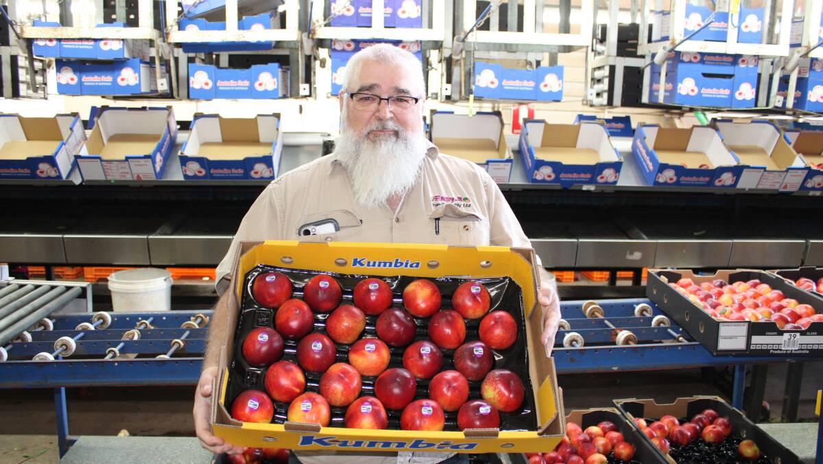 Shane Francis, Easy 8 Orchard, Kumbia with a tray of Sunec 21 variety nectarines ready for market. Picture by Helen Walker