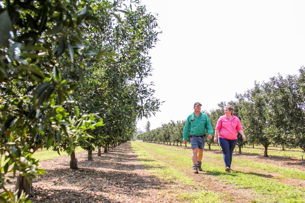 The orchard will reach a capacity of about 85,000 trees. 