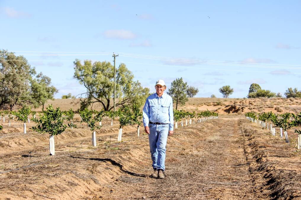 NEW CROP: Bounty Farms owner Nick Bligh has expanded into mandarin and lime trees. 