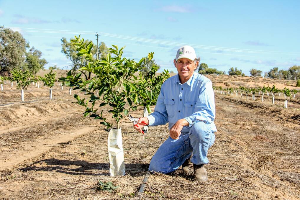 EARLY GROWTH: Nick Bligh with some of his trees. 