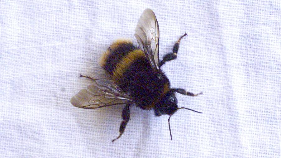 BUZZING ABOUT: Queen bumblebee found in East Devonport by Kathy Bugg.