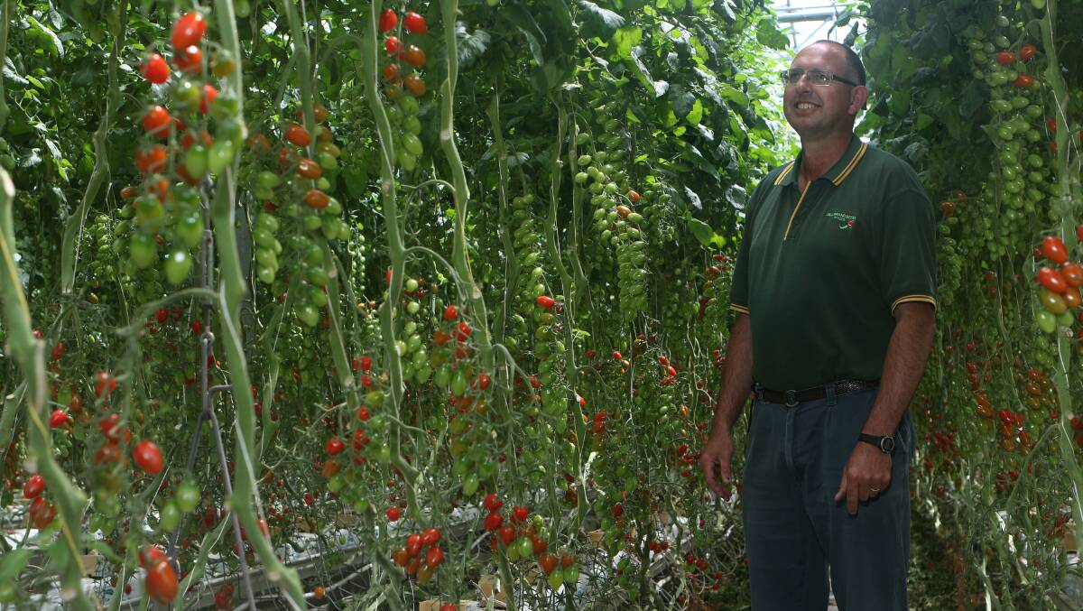 POLLINATION POTENTIAL: Tomato producer Anthony Brandsema said using bumblebees to pollinate his tomato crop would increase yields. Picture: Grant Wells