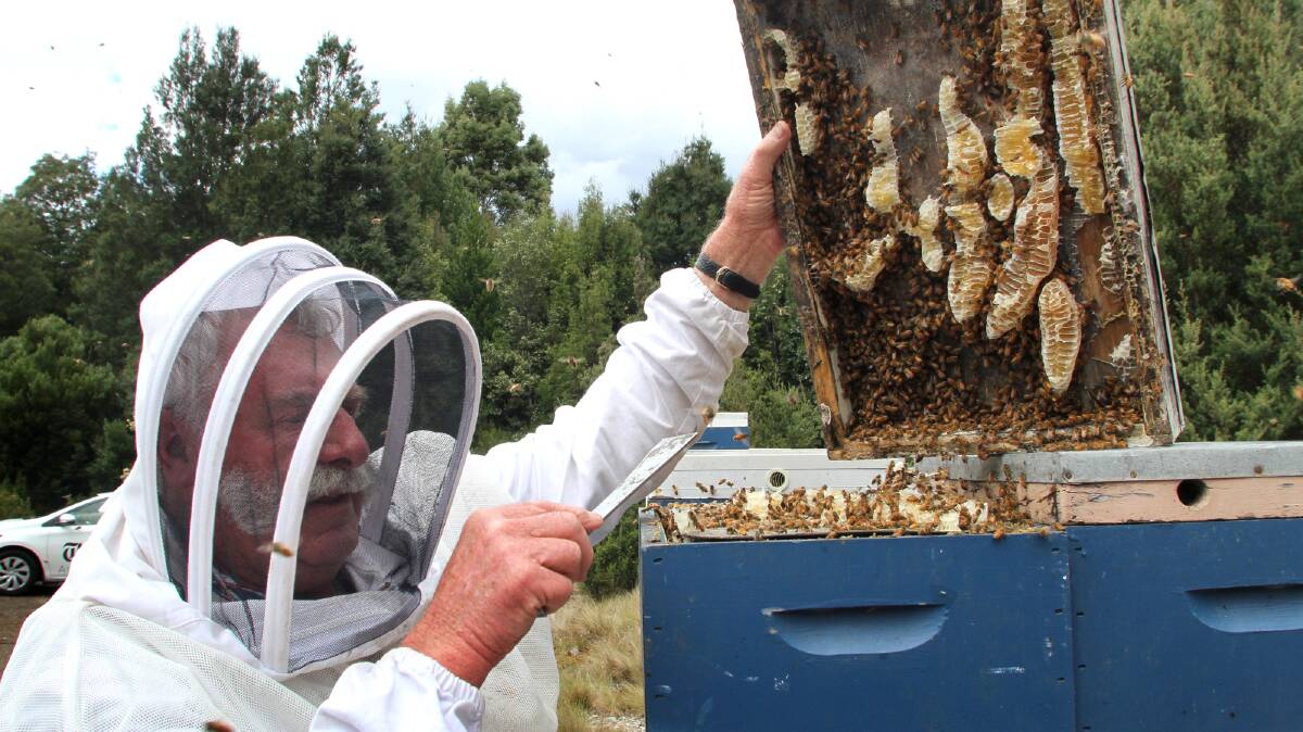 HIVE WARNING: The Tasmanian Beekeepers' Association president Lindsay Bourke said using bumblebees for commercial pollination would harm the honey bee industry. Picture: Stuart Wilson