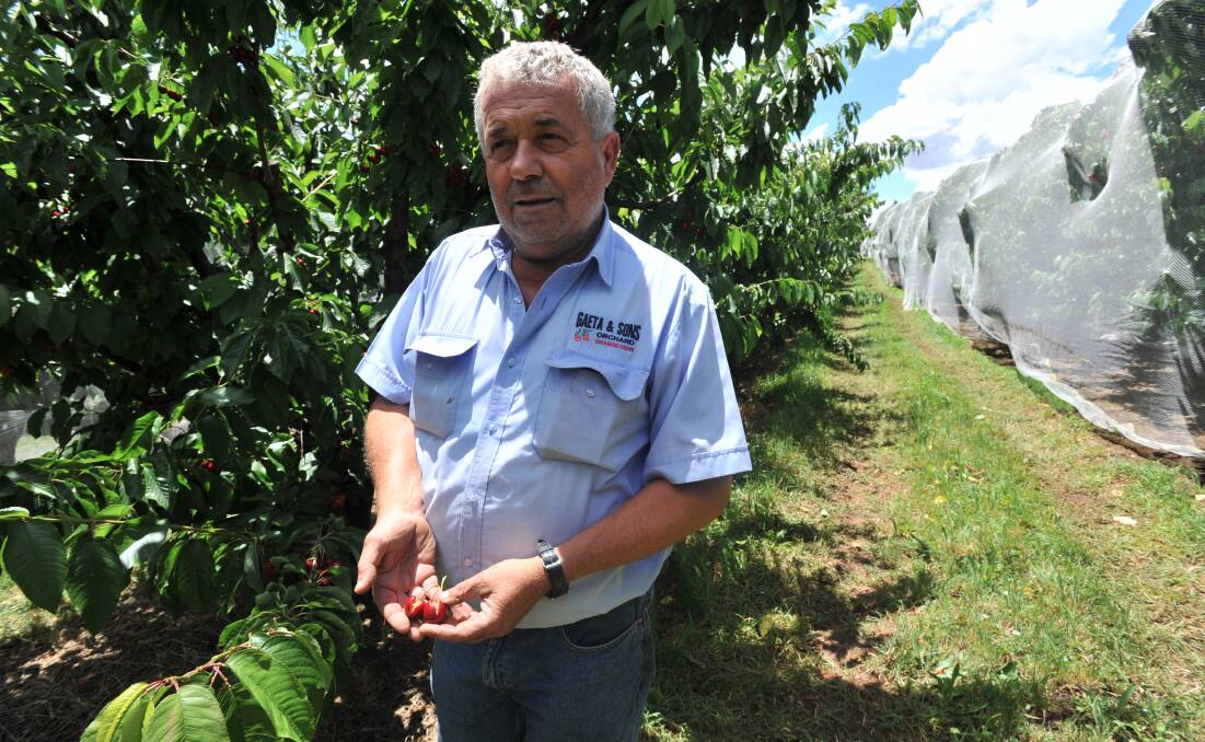 SPLIT DREAMS: Orchardist Guy Gaeta examines the damage from 70mm of rain to some of his cherry crops. Photo: JUDE KEOGH 1217jkguy2