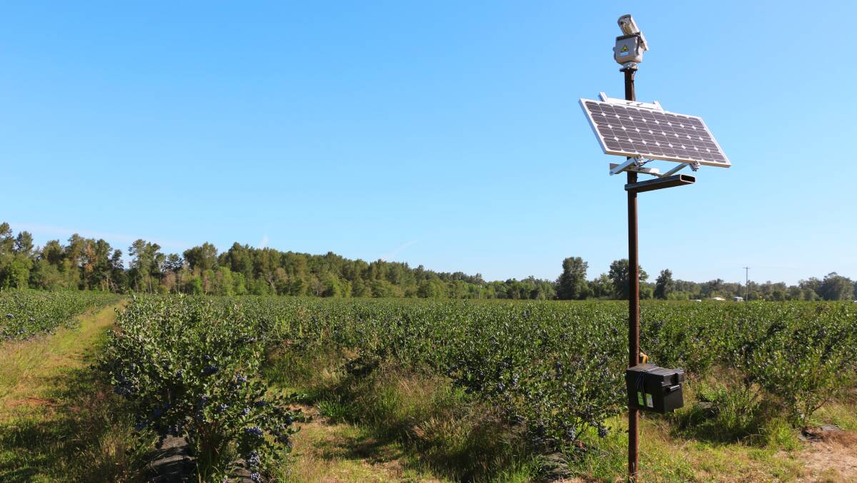 US blueberry growers say they have solved bird problem with innovative laser technology.