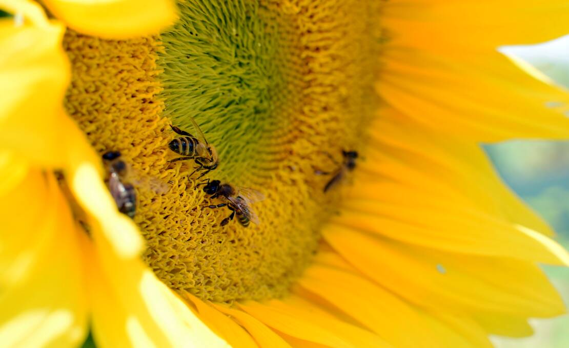 RISK: Honeybees are at risk should Varroa mite continue to spread. Photo: Shutterstock