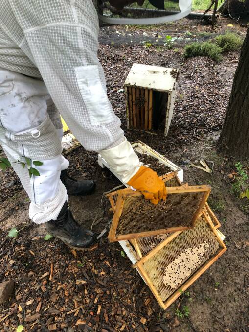 DAMAGE: Hamish estimated between 15 and 20 per cent of bees in the district have been lost in the last few weeks. Picture: Hamish Ta-mé