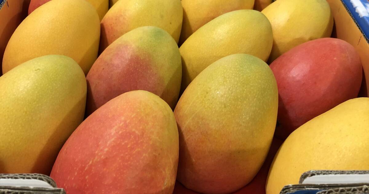 NEWBIE: The mango, NMBP-1243, is one of three produced during the National Mango Breeding Program and is currently being grown by more than 20 producers on orchards in Western Australia, the Northern Territory, Queensland and New South Wales.