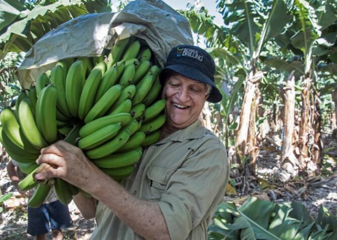 WORK: Kennedy MP Bob Katter loading bananas, a job often taken up by working holiday makers. Photo: Brian Cassey.