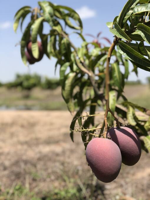 BREEDING: DAF will take over the licensor role for the new mango varieties, including NMBP-1201, picured here. 