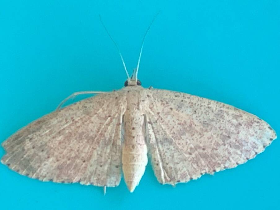THREAT: The mango shoot looper moth which has been found in North Queensland and poses a threat to mango and lychee crops. Heavy infestations can cause leaf defoliation, resulting in reduced photosynthesis. Photo: NQ Growers. 