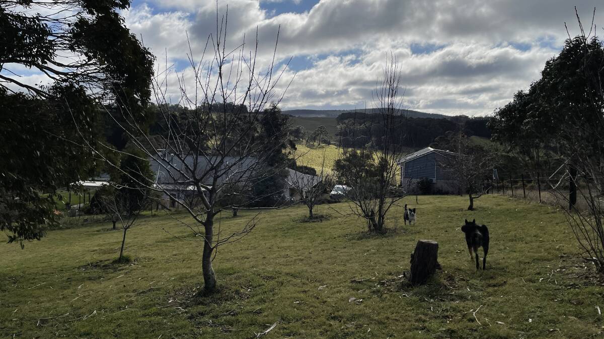 PICTURESQUE: Simon Hedges family's Duckmaloi River Truffles farm with truffle dog Jimmy in the foreground and Kombie near Oberon in NSW on June 11, 2022. Picture: Saffron Howden