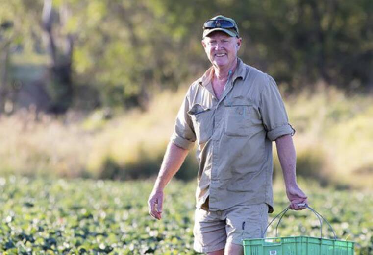 SOS: Queensland Strawberry Growers' Association president Adrian Schultz is asking consumers to support the industry as prices fall flat. Photo: Supplied.