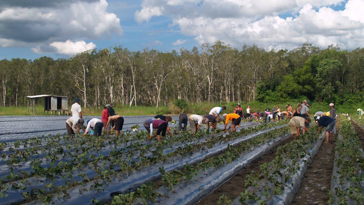 A former Innisfail company which employed workers under the Pacific Labour Scheme and Seasonal Worker Programme is being investigated by Fair Work. Picture Shutterstock