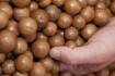 Macadamia industry grant makes new markets easier to crack