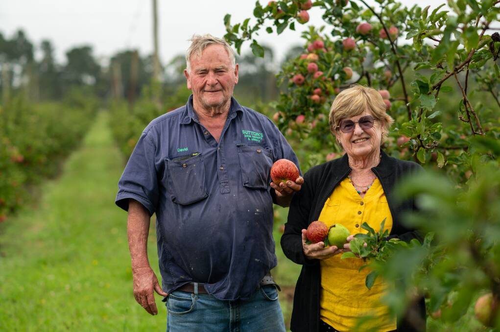 PERSISTENCE: Suttons Juice Factory, Cidery and Cafe owners David and Ros Sutton, Thulimbah, are basking in the greenery again after years of drought. Picture: Brandon Long