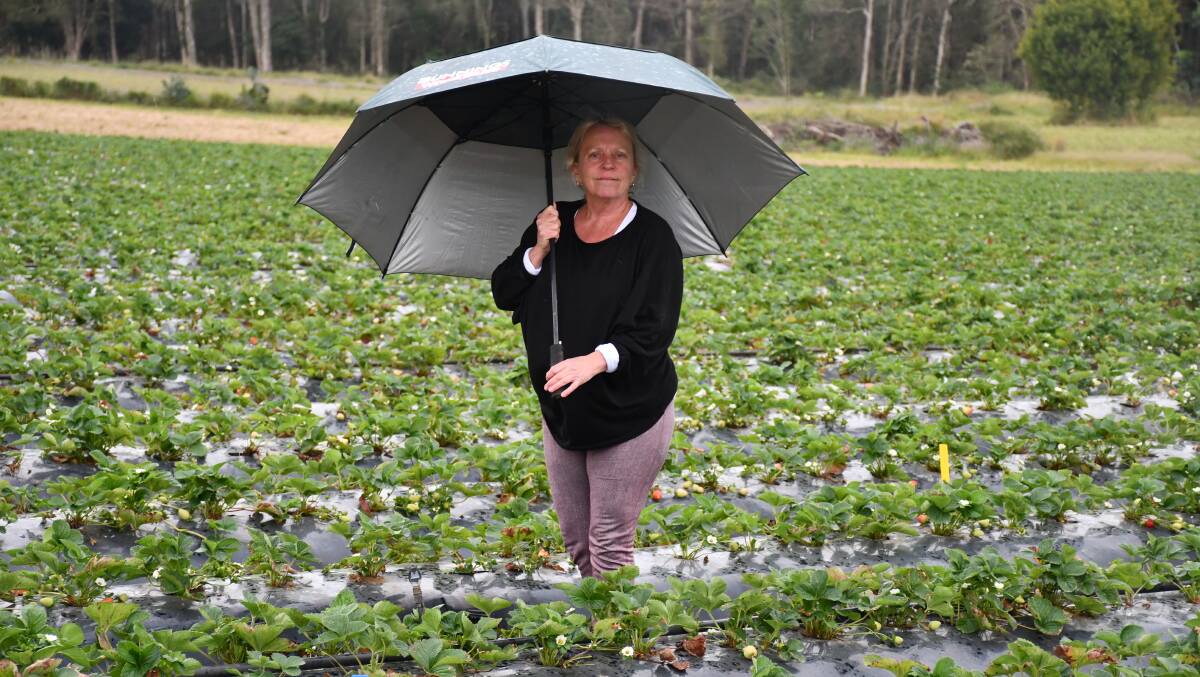 SOGGY: Mandy Schultz, LuvaBerry farm, Wamuran, Qld says the wet weather has made it difficult for the strawberries to grow as well as they usually do in winter.